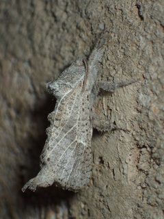 Givira anna 4383693 by John P. Friel. Used under a CC BY 4.0 license.