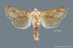 Givira cornelia ASUHIC0080618 by Arizona State University Hasbrouck Insect Collection. Used under a CC0 license.