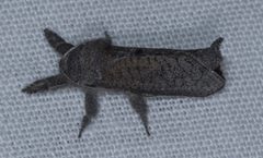 Givira lotta 10261495 by Don Loarie. Used under a CC BY 4.0 license.