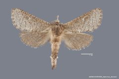 Givira lotta ASUHIC0080688 by Arizona State University Hasbrouck Insect Collection. Used under a CC0 license.