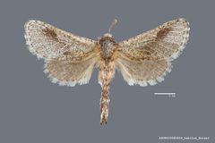 Givira lucretia ASUHIC0080653 by Arizona State University Hasbrouck Insect Collection. Used under a CC0 license.