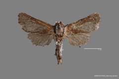 Givira marga ASUHIC0109045 by Arizona State University Hasbrouck Insect Collection. Used under a CC0 license.