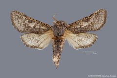 Givira mucidus ASUHIC0080548 by Arizona State University Hasbrouck Insect Collection. Used under a CC0 license.