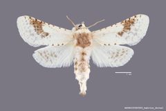 Givira theodori ASUHIC0080583 by Arizona State University Hasbrouck Insect Collection. Used under a CC0 license.