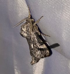 Hypopta palmata 87388116 by Matt Berger. Used under a CC BY 4.0 license.