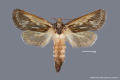 Hypopta palmata ASUHIC0027468 by Arizona State University Hasbrouck Insect Collection. Used under a CC0 license.