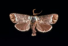 Cossula magnifica by James Solomon, USDA Forest Service, United States. Used under a CC BY 3.0 license.