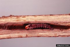 Cossula magnifica larva by James Solomon, USDA Forest Service, United States. Used under a CC BY 3.0 license.
