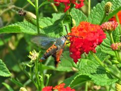 Eichlinia calabaza-hovering by Annika Lindqvist. Used under a CC BY 4.0 license.