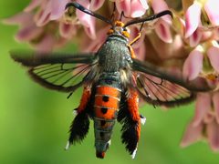 Eichlinia cucurbitae-hovering dorsal by peterwchen. Used under a CC BY 4.0 license.