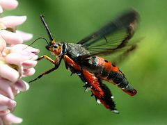 Eichlinia cucurbitae-hovering nectaring by peterwchen. Used under a CC BY 4.0 license.