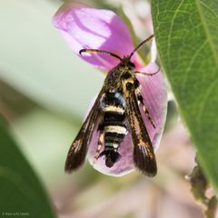 Osminia ruficornis by Ken-ichi Ueda. Used under a CC BY 4.0 license.