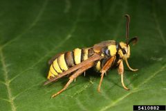 Sesia apiformis adult1 by Gyorgy Csoka. Used under a CC BY 3.0 license.