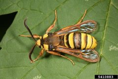 Sesia apiformis adult2 by Gyorgy Csoka. Used under a CC BY 3.0 license.