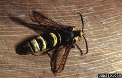 Sesia apiformis adult3 by Louis-Michel Nageleisen. Used under a CC BY 3.0 license.