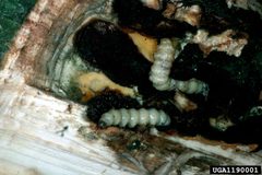 Sesia apiformis larva by Gyorgy Csoka. Used under a CC BY 3.0 license.