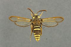 Sesia apiformis mounted by Jyrki Lehto. Used under a Copyrighted free use license.