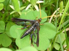 Alcathoe caudata 224254031 by Bruce Cook. Used under a CC0 license.