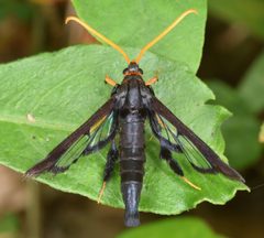 Alcathoe caudata 79542824 by skitterbug. Used under a CC BY 4.0 license.
