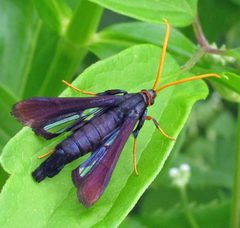 Alcathoe caudata female by Jacy Lucier. Used under a CC BY-SA 4.0 license.