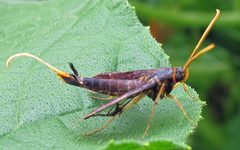 Alcathoe caudata male by Jacy Lucier. Used under a CC BY-SA 4.0 license.