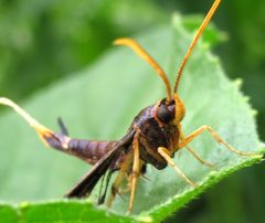 Alcathoe caudata male 1 by Jacy Lucier. Used under a CC BY-SA 4.0 license.