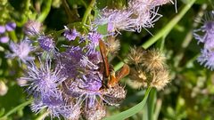 A deceptive moth - Carmenta armasata 13 by VPaleontologist. Used under a CC BY-SA 4.0 license.