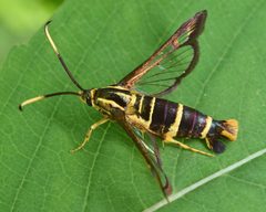 Carmenta bassiformis 59704487 by skitterbug. Used under a CC BY 4.0 license.