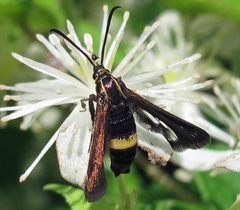 Carmenta pyralidiformis female by Jacy Lucier. Used under a CC BY-SA 4.0 license.