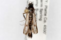Carmenta verecunda by Colorado State University. Used under a CC BY 3.0 license.