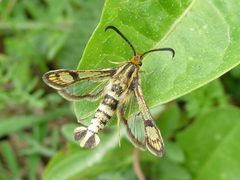 Chamaesphecia empiformis by Pavel Šinkyřík. Used under a Public domain license.