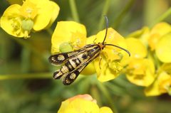 Chamaesphecia empiformis 131235321 by Dieter Schulten. Used under a CC BY 4.0 license.