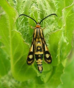 Chamaesphecia empiformis 77183165 by Joan C. Hinojosa. Used under a CC0 license.