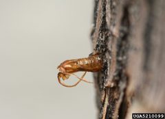 Podosesia syringae4 by Whitney Cranshaw. Used under a CC BY 3.0 license.