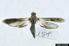 Podosesia syringae5 by Carroll E. Younce. Used under a CC BY 3.0 license.