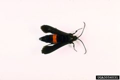 Sannina uroceriformis by James Solomon. Used under a CC BY 3.0 license.