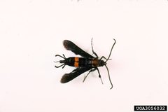 Sannina uroceriformis1 by James Solomon. Used under a CC BY 3.0 license.
