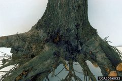 Sannina uroceriformis damage by James Solomon. Used under a CC BY 3.0 license.