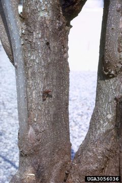Sannina uroceriformis damage2 by James Solomon. Used under a CC BY 3.0 license.