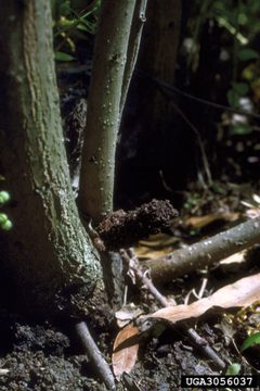 Sannina uroceriformis damage3 by James Solomon. Used under a CC BY 3.0 license.