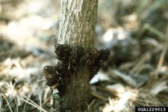Sannina uroceriformis damage4 by Jerry A. Payne. Used under a CC BY 3.0 license.