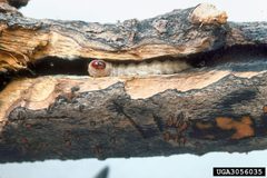Sannina uroceriformis larva by James Solomon. Used under a CC BY 3.0 license.