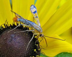 Synanthedon acerni female by Jacy Lucier. Used under a CC BY-SA 4.0 license.