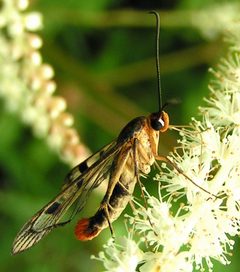 Synanthedon acerni male by Jacy Lucier. Used under a CC BY-SA 4.0 license.