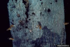 Synanthedon acerni pupal skins and damage by James Solomon, USDA Forest Service, United States. Used under a CC BY 3.0 license.