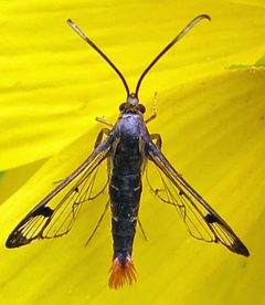 Synanthedon acerrubri female by Jacy Lucier. Used under a CC BY-SA 4.0 license.
