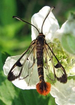 Synanthedon acerrubri male by Jacy Lucier. Used under a CC BY-SA 4.0 license.
