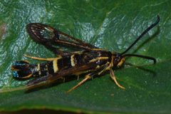 Synanthedon bibionipennis-Female-1 by Eugene Zelenko. Used under a CC BY-SA 4.0 license.