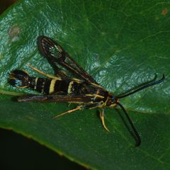 Synanthedon bibionipennis-Female-2 by Eugene Zelenko. Used under a CC BY-SA 4.0 license.