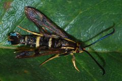 Synanthedon bibionipennis-Female-4 by Eugene Zelenko. Used under a CC BY-SA 4.0 license.